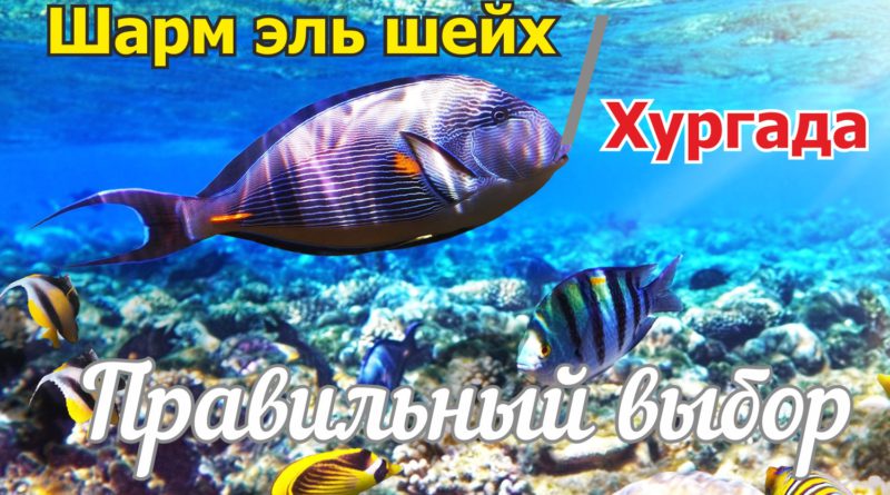 шарм египет